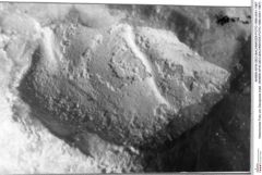 Historisches Foto von Decapoda indet. (NHMW-AFW-GEO-BACHMAYER-FOTO-1990-0041-1967)